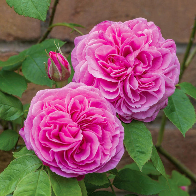 Bright pink Rosa 'Gertrude Jekyll' English Rose, large blooms, strong Old Rose scent, 6L David Austin shrub – Keans
