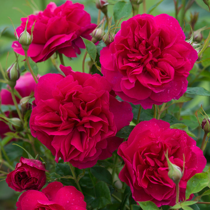 Crimson-red Rosa 'Thomas A. Beckett' shrub rose with lemon scent, large blooms, repeat flowering by David Austin – Keans