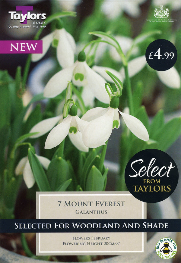 Galanthus Mount Everest Large Snowdrops Pack 7