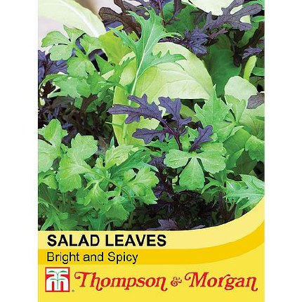Salad Leaves Bright and Spicy