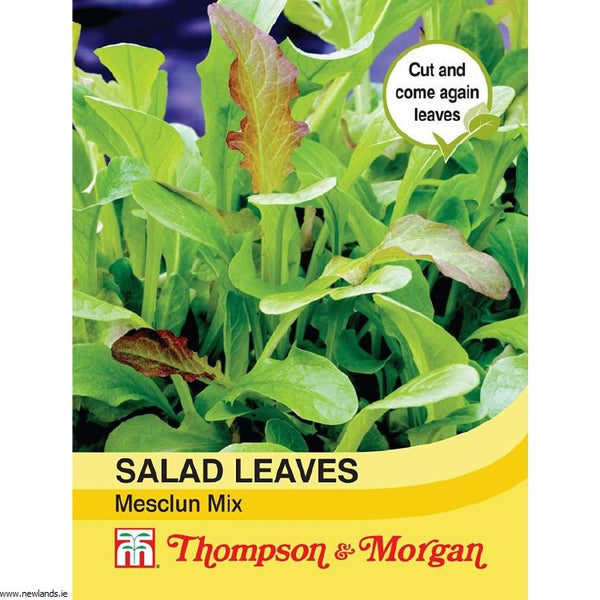 Salad Leaves Mesclun Mixed