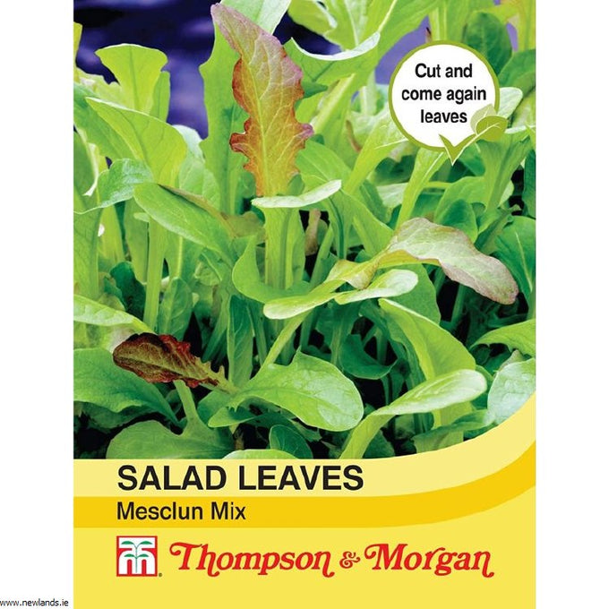 Fresh Salad Leaves Mesclun Mixed, quick-growing nutritious greens for year-round harvest | Keans Claremorris