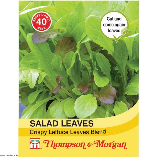 Salad leaves Crispy Lettuce Blend with Red Cos, Green Cos, Catalogna & Endive Romanesco – fresh, crunchy, nutritious. –