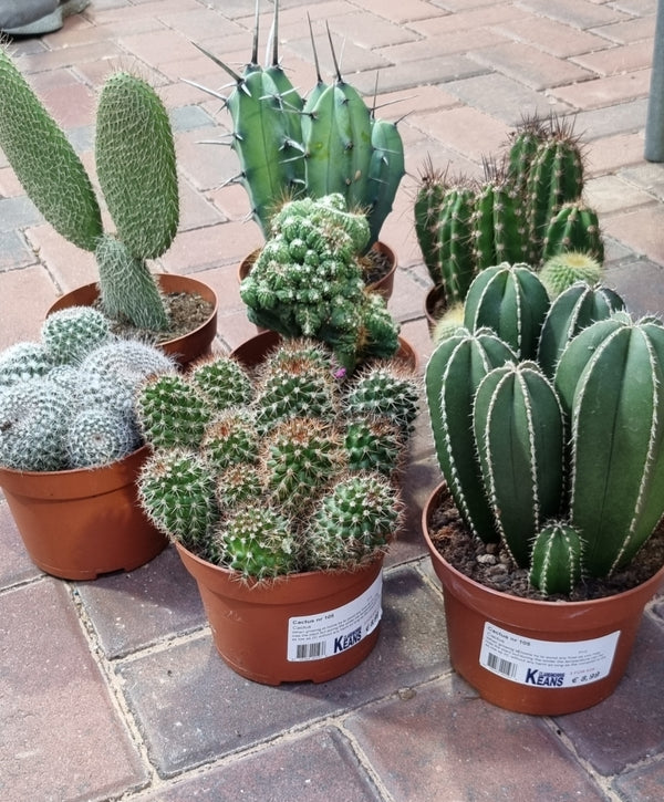 Cactus nr 105 in 13cm pot, random selection - Keans Claremorris plant shop