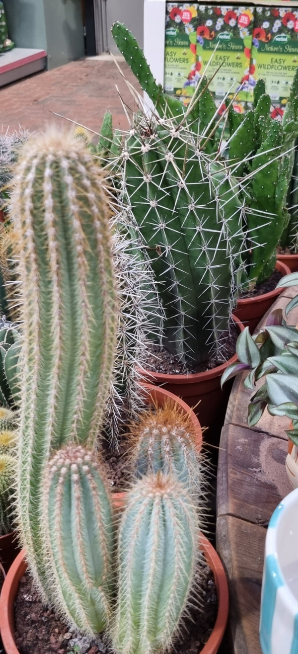 Cactus mix in 17cm pot, random selection - Keans Claremorris succulent plant for indoor and outdoor decor