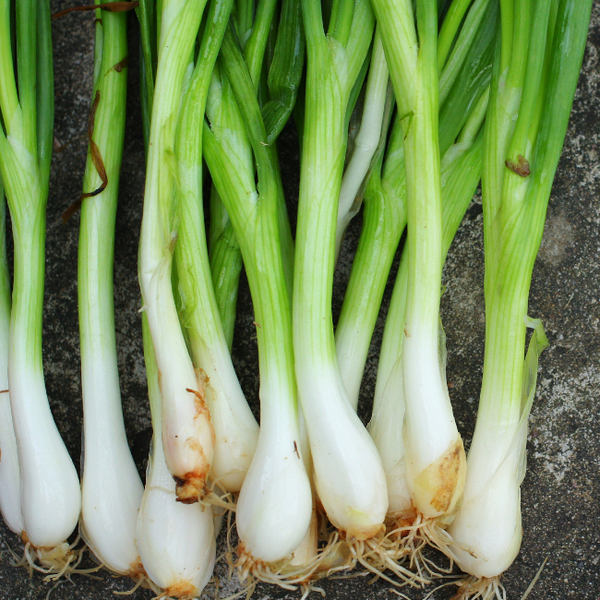 10g Onion White Lisbon Seeds for large bulbs, spring/autumn sowing, healthy crop – Keans Claremorris