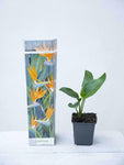 Load image into Gallery viewer, Strelitzia reginae / Bird of Paradise Plant
