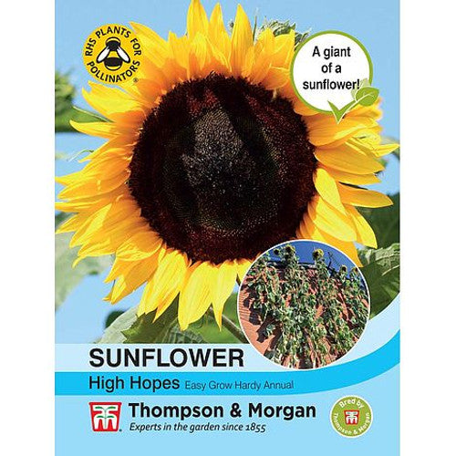 Sunflower High Hopes M3-M5