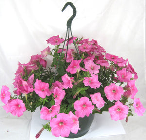 Surfinia Hanging Basket 27cm - Petunia Trailing Mixed
