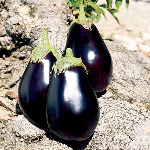 Suttons Aubergine F1 Galine purple egg-shaped fruit, heavy-cropping, RHS Award winner – available at Keans Claremorris.