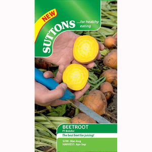 Suttons Beetroot F1 Boldor