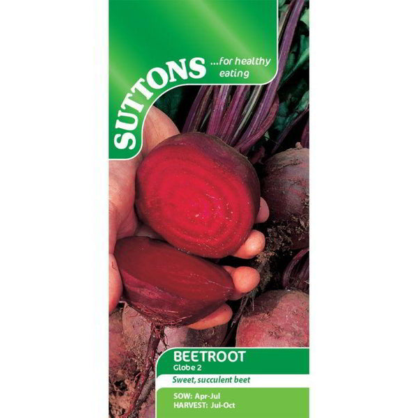 Suttons Beetroot Globe 2 – crisp, dark crimson round beetroot, ideal for table and exhibition. Available at Keans