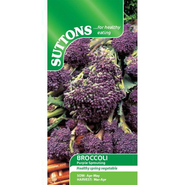 Suttons Purple Sprouting Broccoli seeds, hardy, early harvest, RHS Award winner, 4-pack – Keans Claremorris