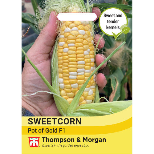 Sweetcorn Pot of Gold F1 dwarf variety, 1.5m tall, sweet bicolor yellow-white cobs, ideal for containers - Keans Claremorris