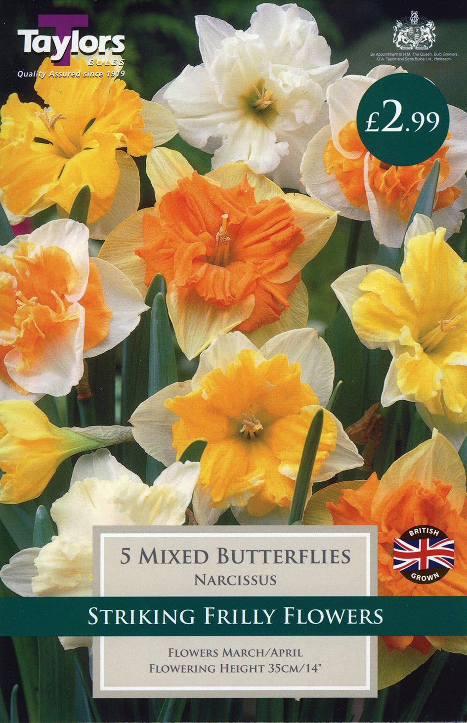 Mixed Butterflies Daffodil Pack of 5