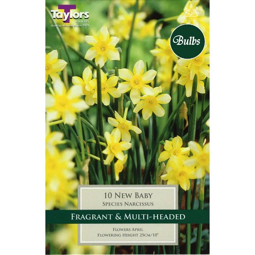 Narcissus species  'New Baby' Pack of 10