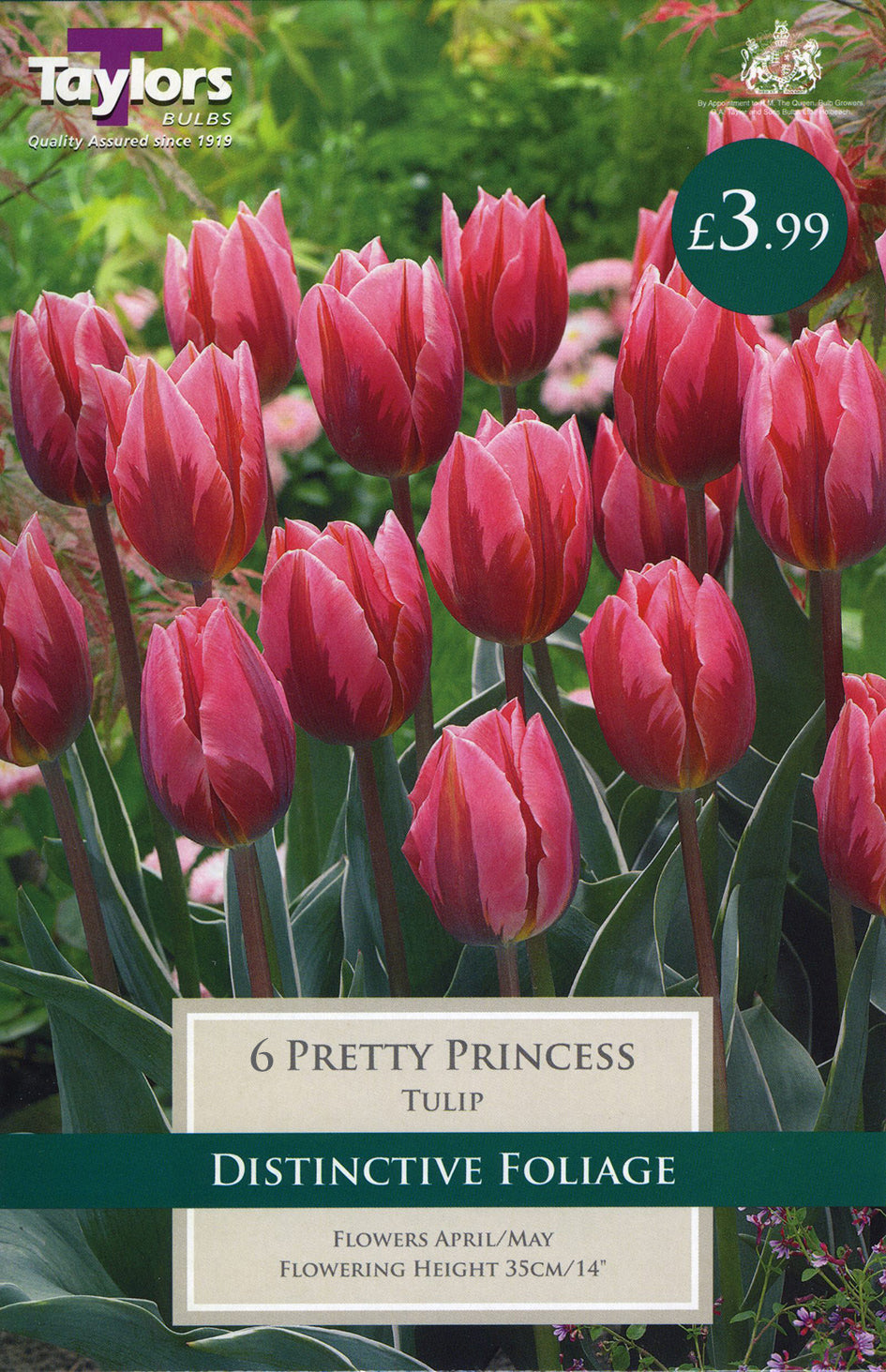 Pretty  Princess Tulip Pack of 6