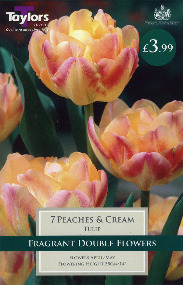Peaches & Cream Tulip Pack of 7