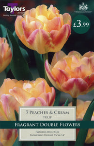 Peaches & Cream Tulip Pack of 7