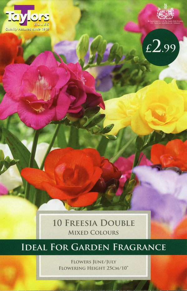 Freesia Double Pack of 10