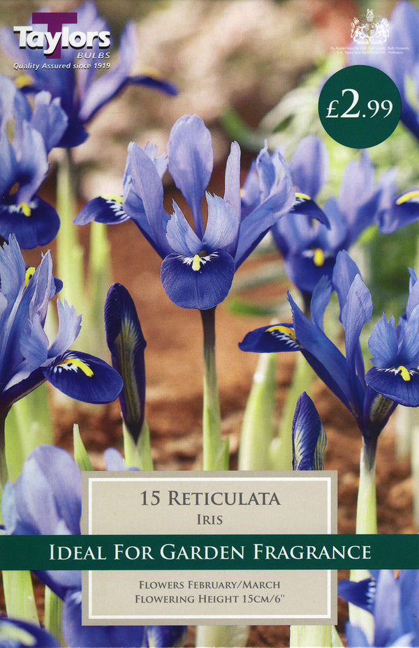 Iris Reticulata Pack 15