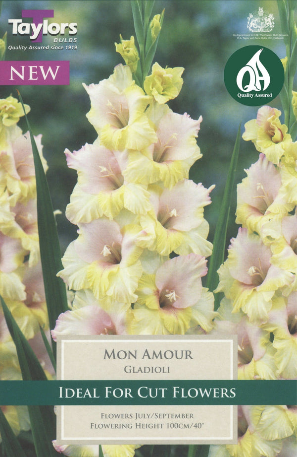 Gladioli Mon Amour Pack 10 pink and cream cut flowers, 100cm tall, blooms July-Sept, ideal for borders - Keans Claremorris
