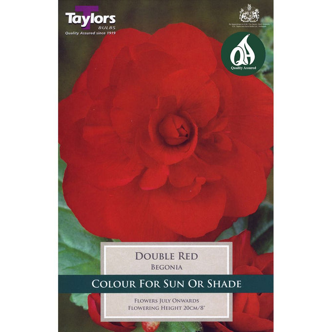 Begonia Red Double Bulbs pack of 3, ideal for hanging baskets, blooms July+, 20cm height – Keans Claremorris
