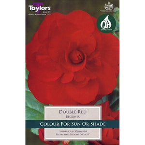 Begonia Red Double Bulbs pack 3
