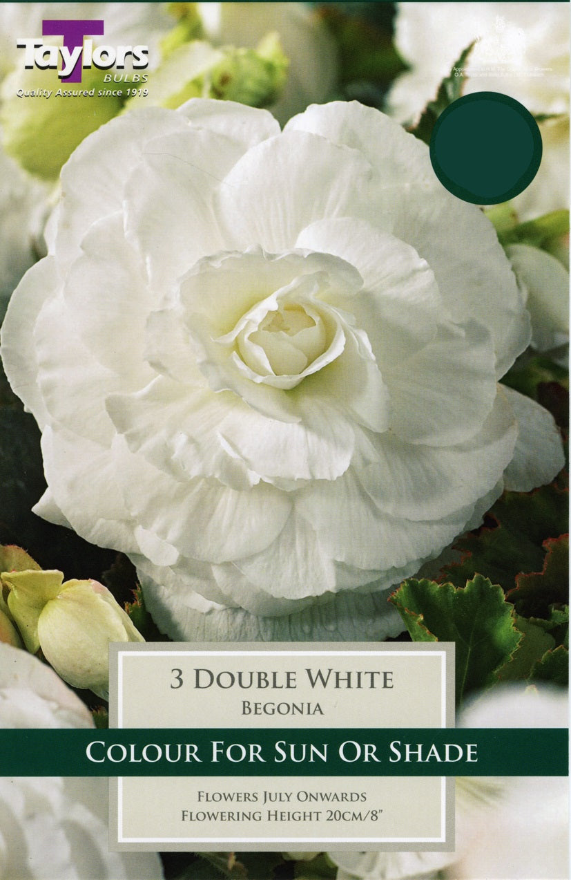 Begonia White Double Bulbs