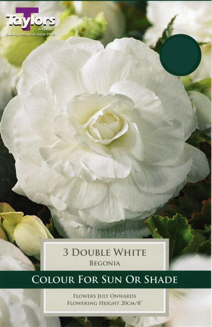 Begonia White Double Bulbs Pack of 3, ideal for hanging baskets, blooms from July, 20cm height – Keans Claremorris