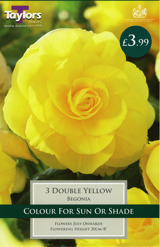 Begonia Double Yellow bulbs pack of 3 with bright double yellow flowers, 30-40 cm tall, blooms summer - Keans Claremorris