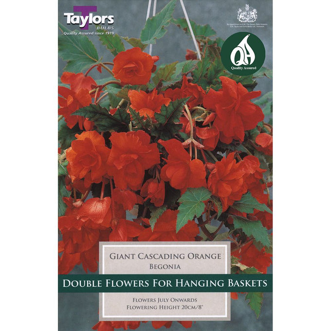 Begonia Orange Giant flowering cascading pack of 3, ideal for hanging baskets, blooms July onwards - Keans Claremorris