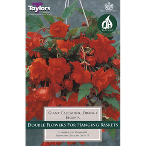 Begonia Orange Giant Flowering Cascading