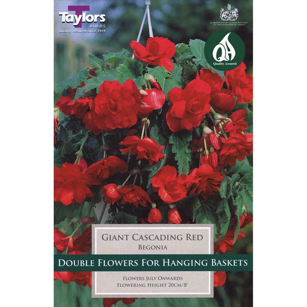 Begonia Red Giant flowering cascading pack of 3, ideal for hanging baskets, semi-shade, blooms July+, Keans Claremorris