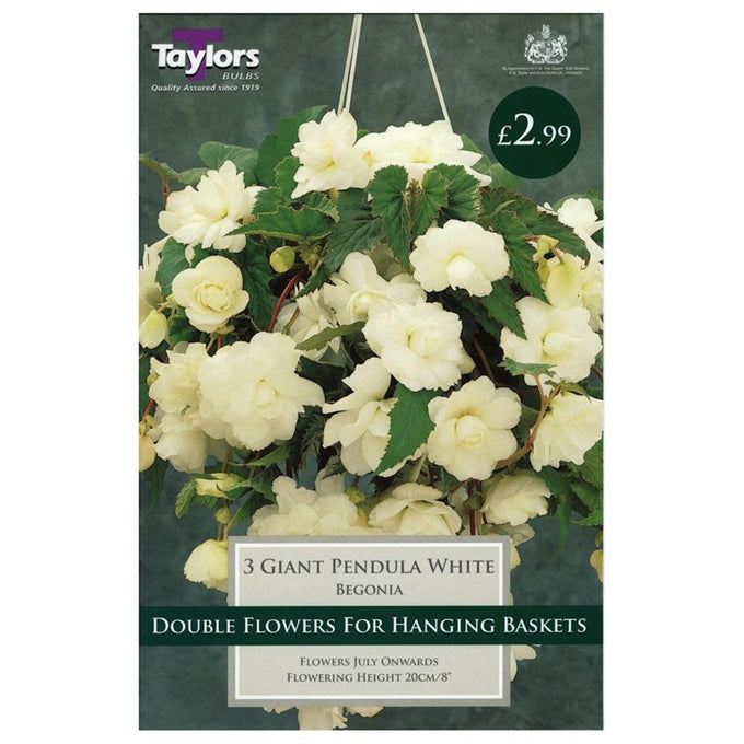 Begonia White Giant Cascading bulbs pack of 3, ideal for hanging baskets, white flowers, patio and balcony planting – Keans