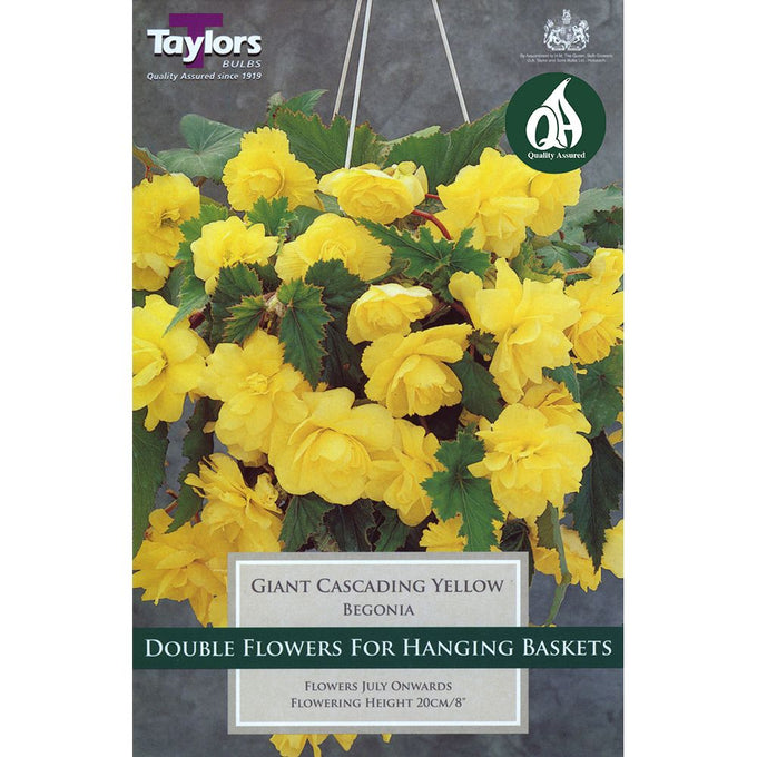 Begonia Yellow Giant flowering bulbs pack of 3, ideal for hanging baskets, blooms July+, 20cm tall – Keans Claremorris