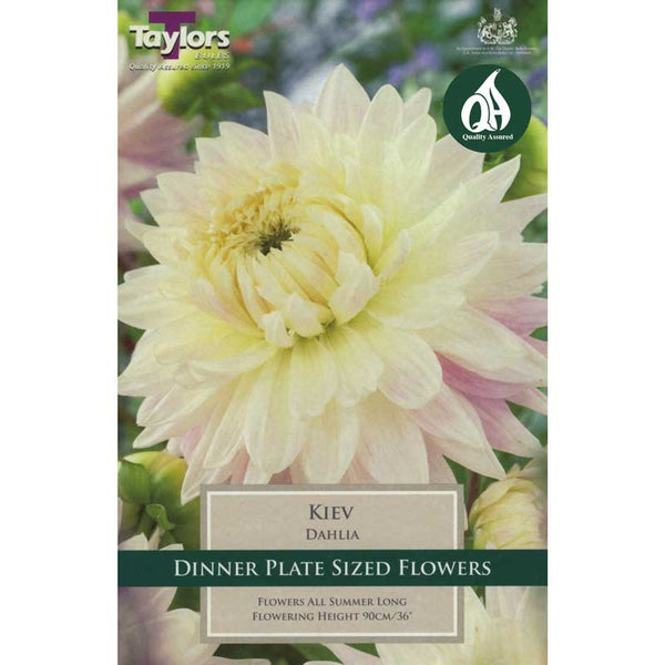 Giant cream Dahlia Kiev flower, 90cm tall, ideal for borders, cut flowers, and containers – Keans Claremorris.