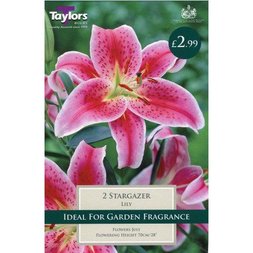 Stargazer Oriental Lilies pack of 2, rose red with white edges, 70cm tall, July bloom, from Keans Claremorris