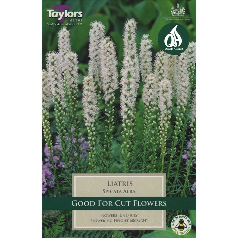8 Liatris Alba White Blazing Star flowers, bee-friendly, cut flowers, 24-inch tall, ideal for beds and borders - Keans