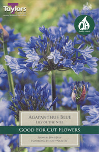 1 Agapanthus Blue 1-2 Eyes