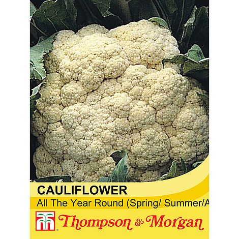 Cauliflower (All The Year Around) plant, hardy biennial, grows up to 60cm tall, ideal for full sun kitchen gardens - Keans