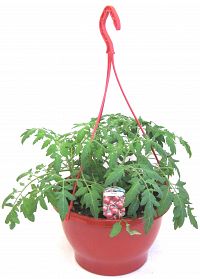 Tomato Hanging Basket (Red Profusion)