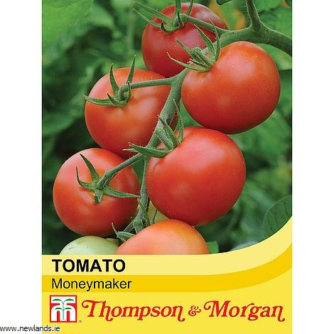 Tomato Moneymaker indeterminate variety with medium smooth fruit, ideal for greenhouse or outdoor growing – Keans Claremorris
