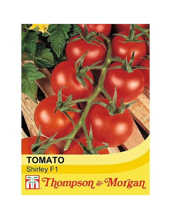 Tomato Shirley F1 Hybrid seeds, ideal for cold greenhouses, 15 seeds per packet, available at Keans Claremorris.