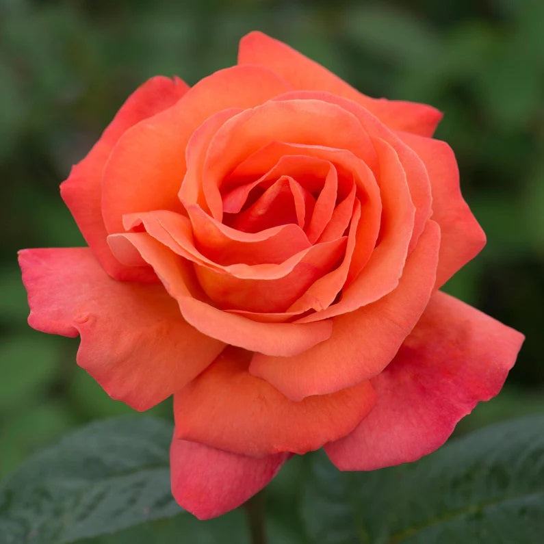 Rosa 'Troika' 4.5L 04-Rose, Hybrid Tea