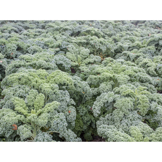 10g Borecole Dwarf Curled Cabbage Seed – high yield, vitamin C rich, easy to grow | Keans Claremorris