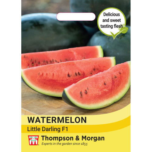 Watermelon Little Darling F1 compact variety, sweet juicy small oval fruits, greenhouse-friendly, Keans Claremorris.