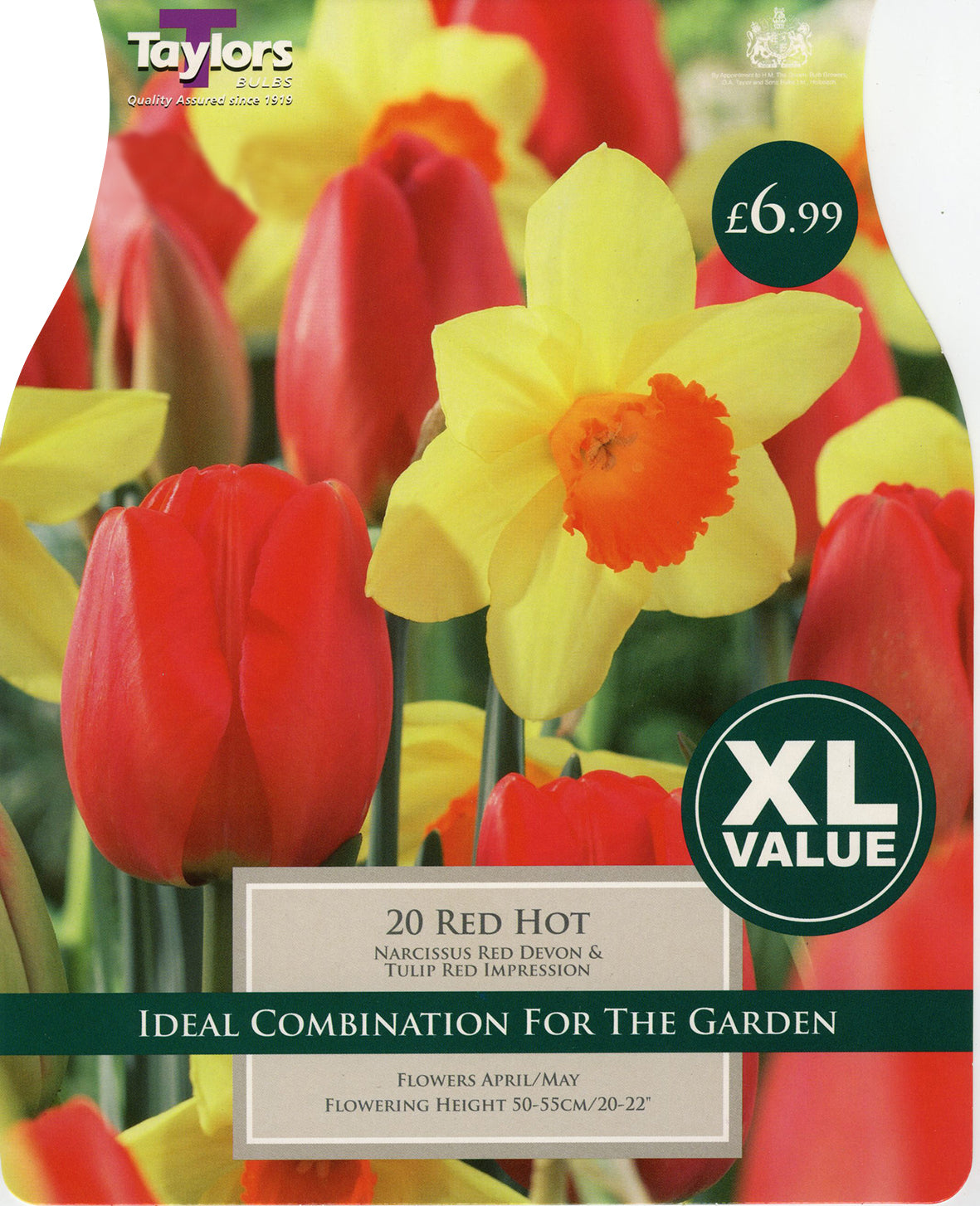 Red Hot  Combination Pack (Tulip & Narcissus)
