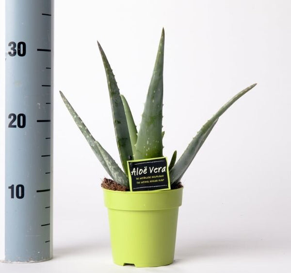 Aloe vera P12 green plant, low water winter care, slow growing, easy maintenance – available at Keans Claremorris.