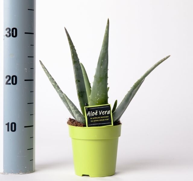Aloe vera P12 green plant, low water winter care, slow growing, easy maintenance – available at Keans Claremorris.